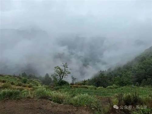 Huizhou tee