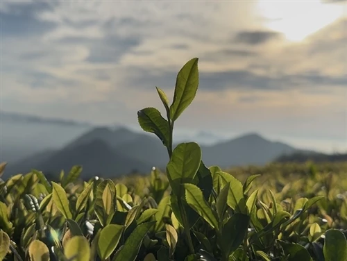 Shengzhou(Houtu Tea): A Banner Spring Tea Season With Top-tier Gunpowder Tea Stock