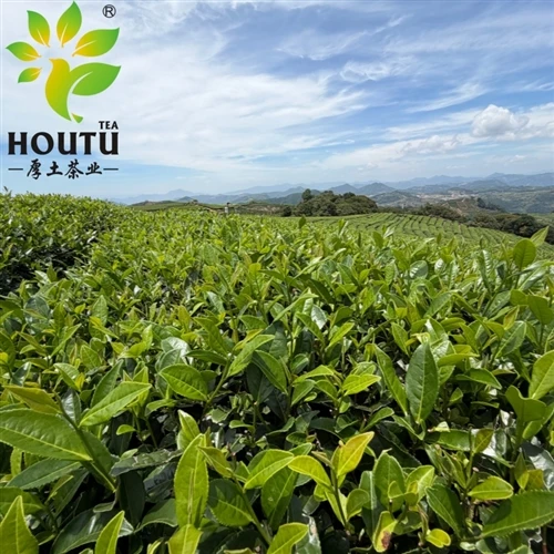Zhejiang Tea Sets Sail Overseas, Its Fragrance Filling The Air